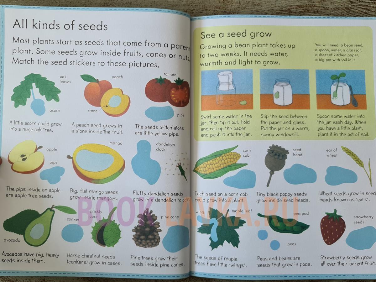 Usborne my first book about how things grow. My first book about. First things first book. Брукс Фелисити Маша и Миша Клевер. First book ru