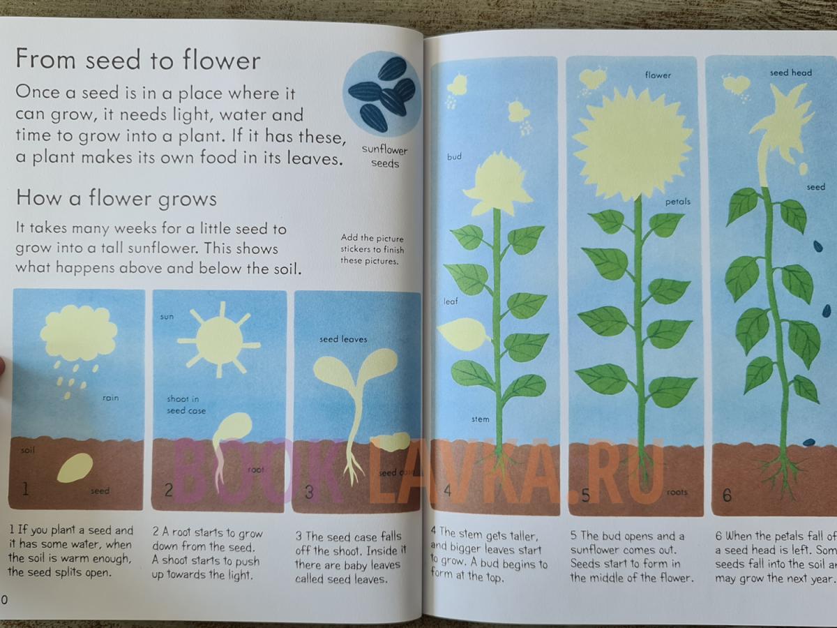 Usborne my first book about how things grow. First things first book. Usborne my first book about our World. Make things grow Sticks. First book ru