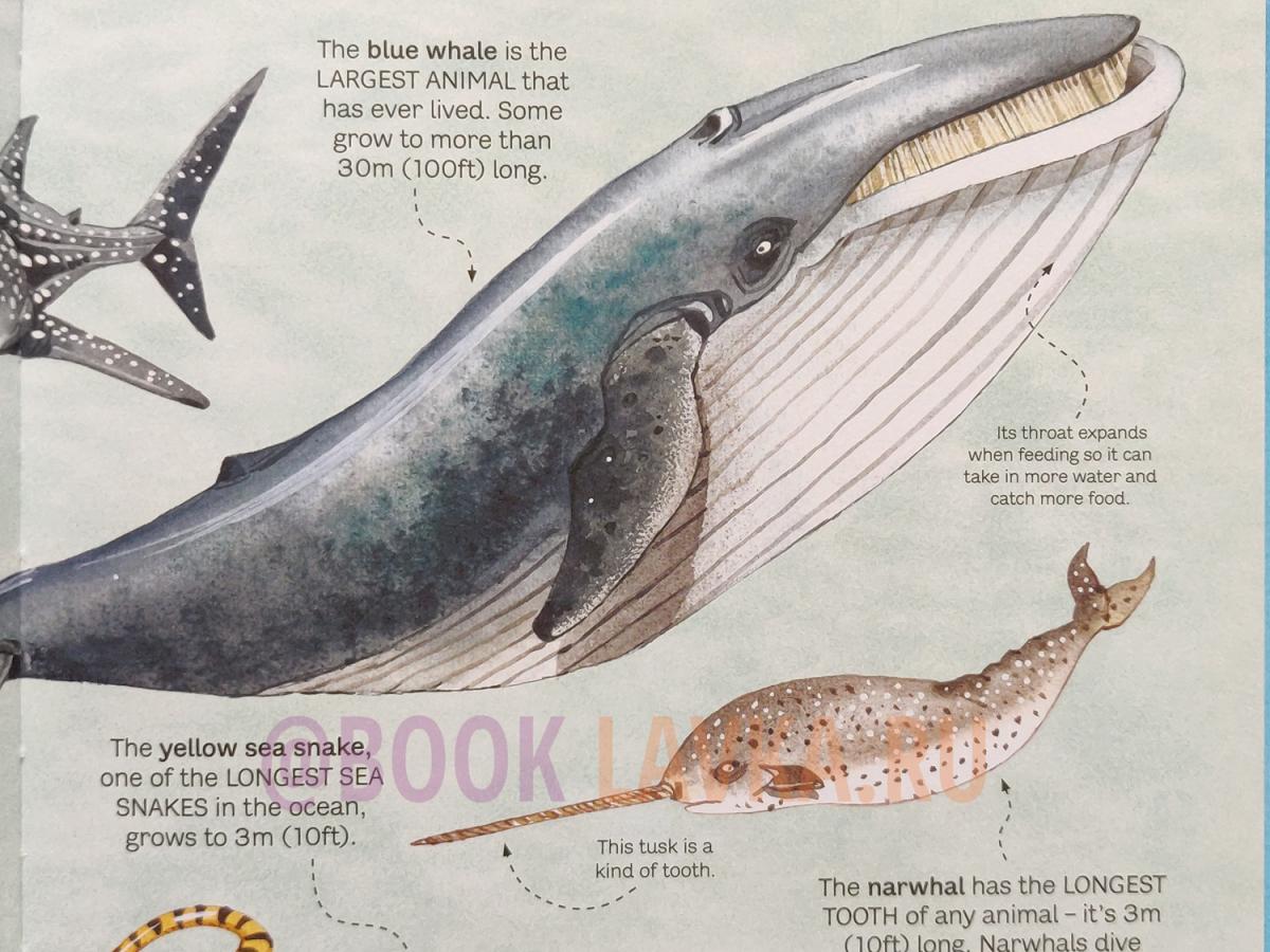 Blue whale older than moby dick