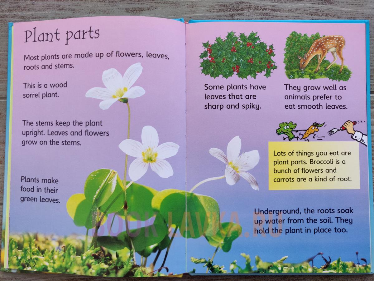 Usborne Beginners How Flowers Grow Booklavka (Буклавка)