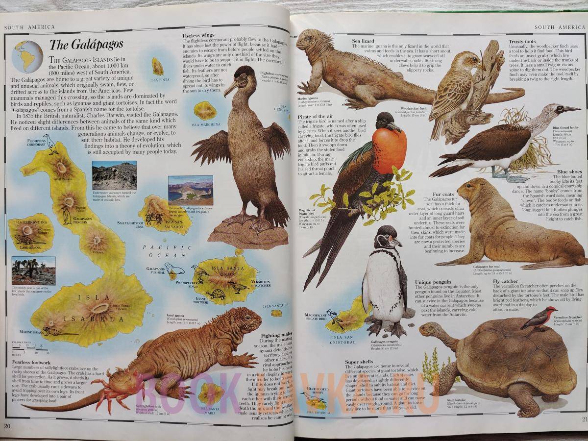 Animal Atlas – купить в интернет-магазине Booklavka (Буклавка)