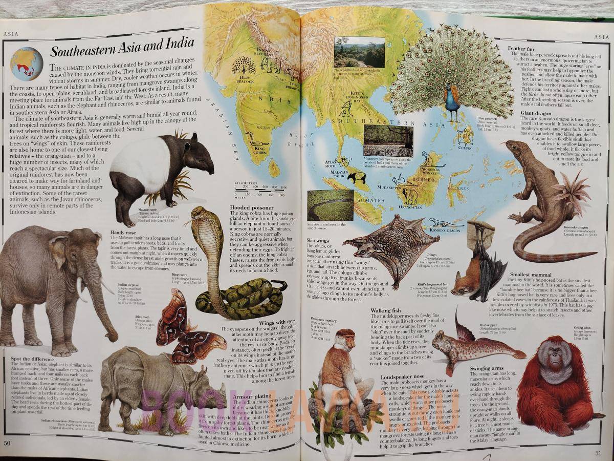 Animal Atlas – купить в интернет-магазине Booklavka (Буклавка)