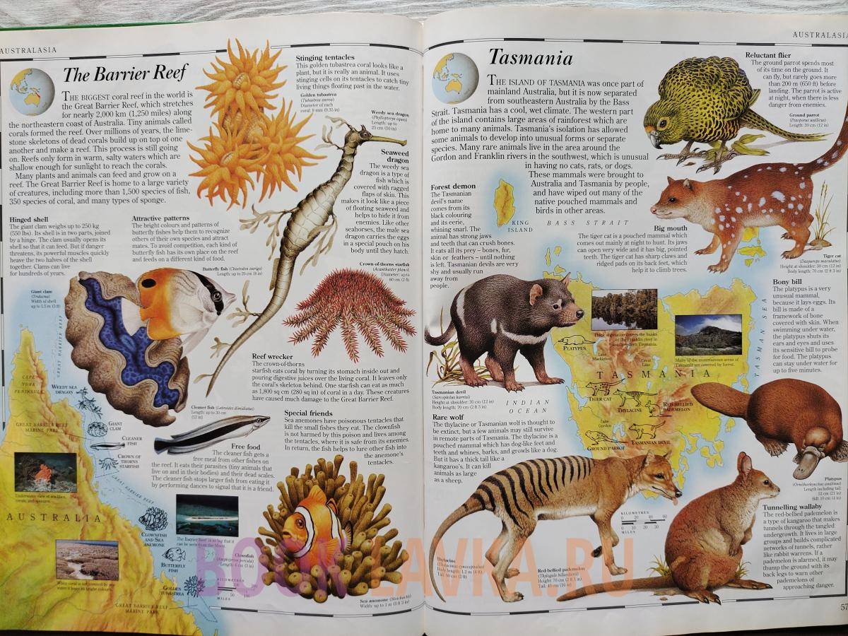 Animal Atlas – купить в интернет-магазине Booklavka (Буклавка)