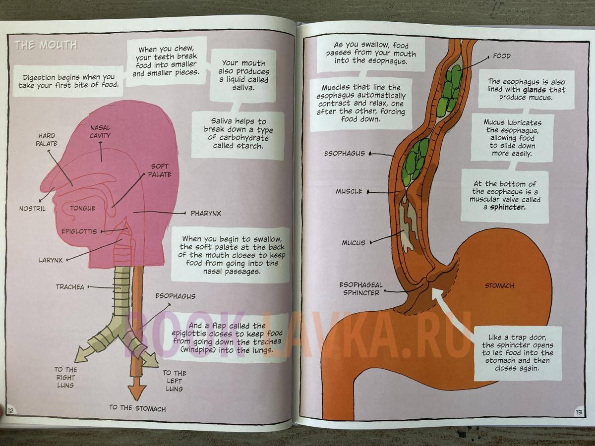 Building Blocks of Science the Digestive and Urinary Systems – купить в ...