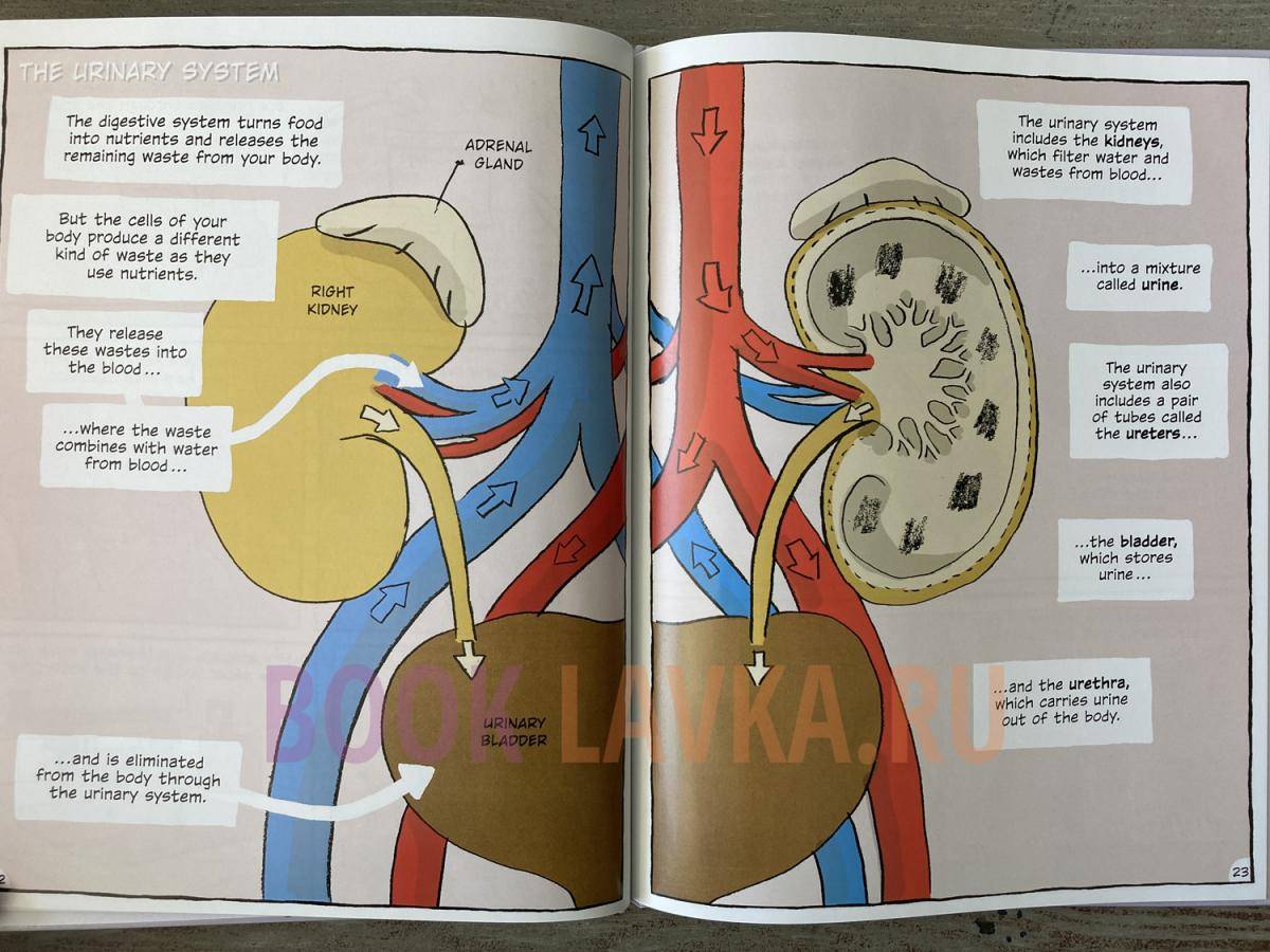 Building Blocks of Science the Digestive and Urinary Systems – купить в ...